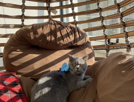 British Shorthair Kedime Eş Arıyorum - 118964016