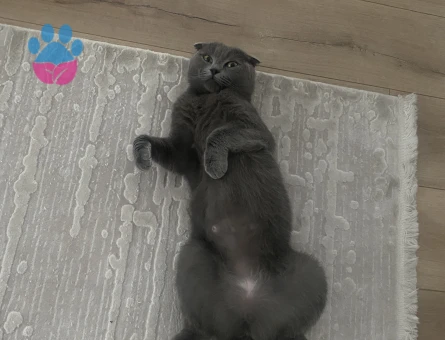 scottish fold kızıma eş