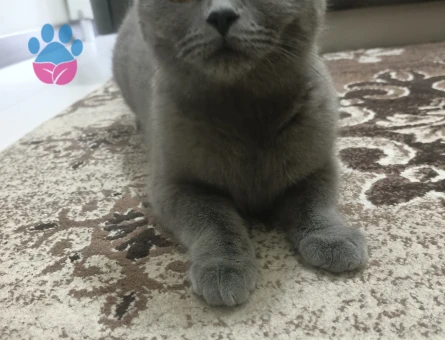 Prensese eş adayı arıyoruz 2 yaşında british secereli