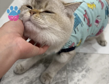 British Shorthair