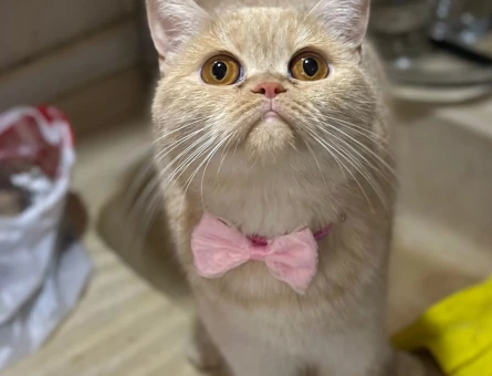 British shorthair - 118975746