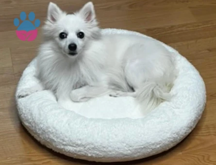 Spitz Köpeğim Eş Arıyor