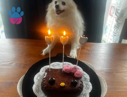 Spitz Köpeğim Eş Arıyor