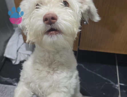 Maltese Terrier Köpeğime Eş Arıyorum