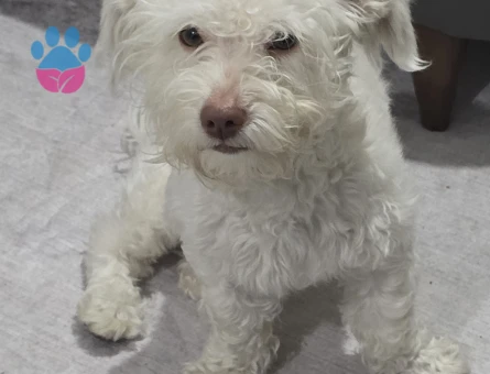 Maltese Terrier Köpeğime Eş Arıyorum