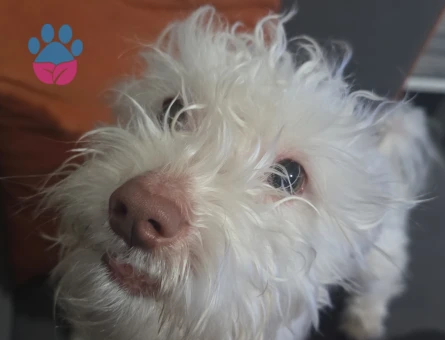 Maltese Terrier Köpeğime Eş Arıyorum