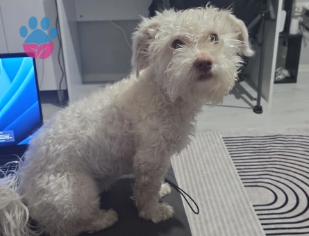 Maltese Terrier Köpeğime Eş Arıyorum
