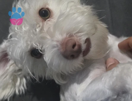 Maltese Terrier Köpeğime Eş Arıyorum