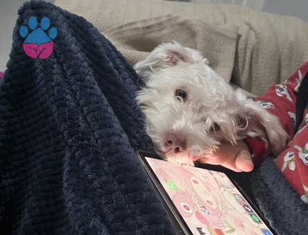 Maltese Terrier Köpeğime Eş Arıyorum