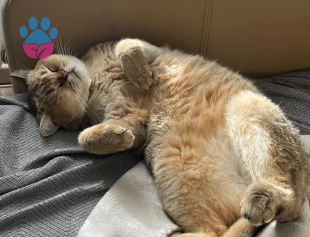British Shorthair Kedime Eş arıyoruz