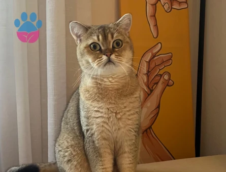 British Shorthair Kedime Eş arıyoruz