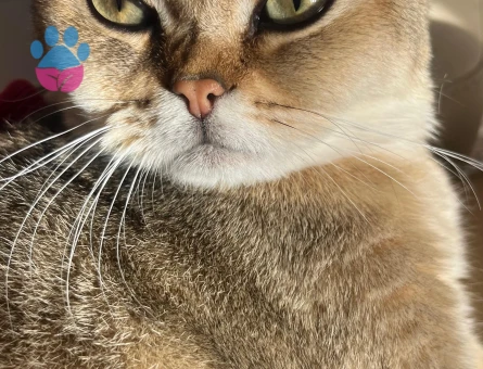 British Shorthair Kedime Eş arıyoruz