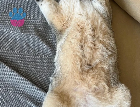 British Shorthair Kedime Eş arıyoruz