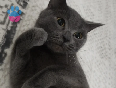 Kızımıza Scottish Beyefendi Eş Arıyoruz