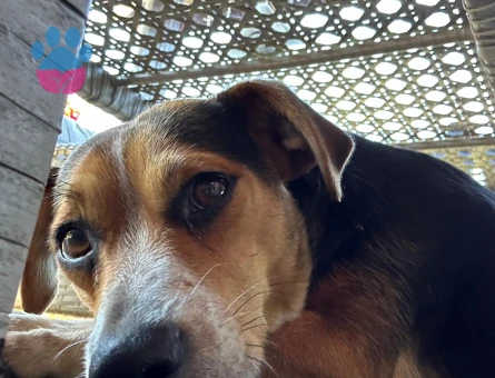 3 yaşında erkek bakımlı çiftlik evinde bahçede