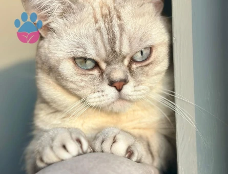 Lynx point (safkan) oğluma eş arıyorum!!