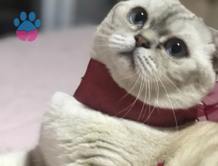 Lynx point (safkan) oğluma eş arıyorum!!