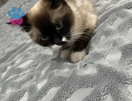 Şilamıza damat arıyoruz