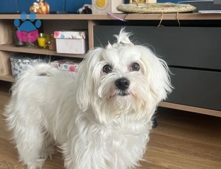 Maltese Terrier Oğluma Eş arıyoruz