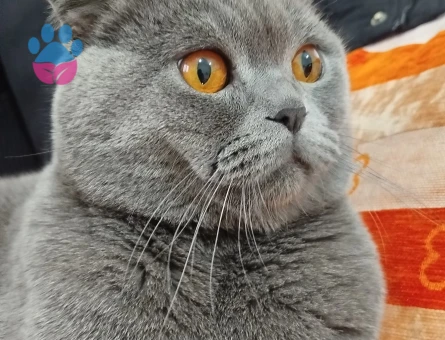 Acill british dişi kedi aranıyor