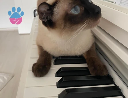 Kırık kuyruk siyam kızımıza eş arıyoruz.