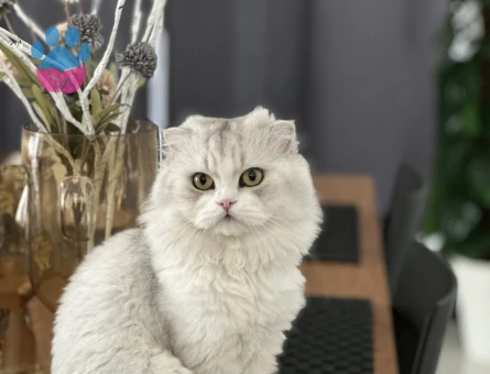 Scottish Fold Longhair Oğlumuz için Eş arıyoruz