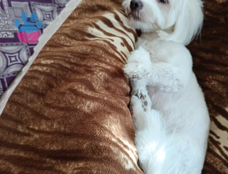 Maltese Terier 1 Yaşında Eş Arıyor