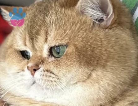 Golden British shorthair Safkan Oğlumuza Dişi Eş Adayı