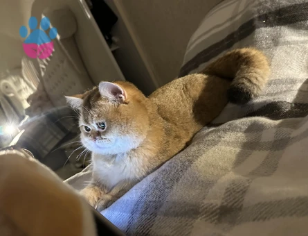 Golden British shorthair Safkan Oğlumuza Dişi Eş Adayı
