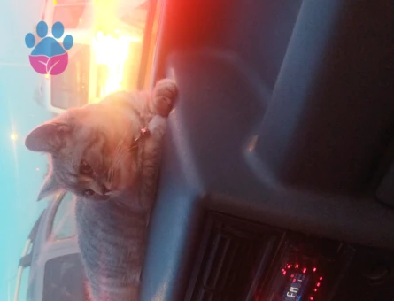 British Oğluma Dişi Eş Arıyorum