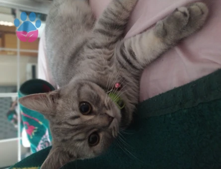 British Oğluma Dişi Eş Arıyorum