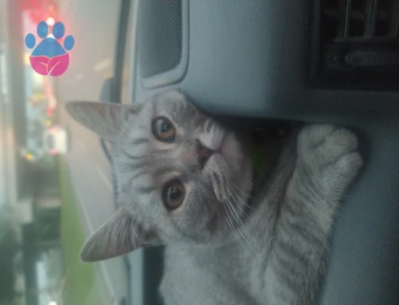 British Oğluma Dişi Eş Arıyorum