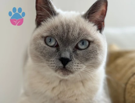 British Shorthair 1 Yaşında Dİşi