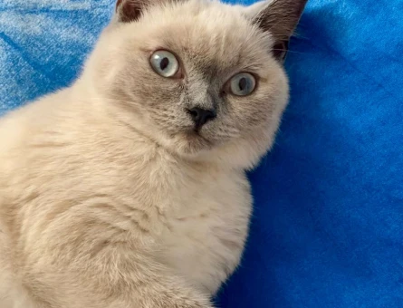 British Shorthair 1 Yaşında Dİşi - 118966705