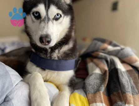 Erkek husky arıyorum çok acill