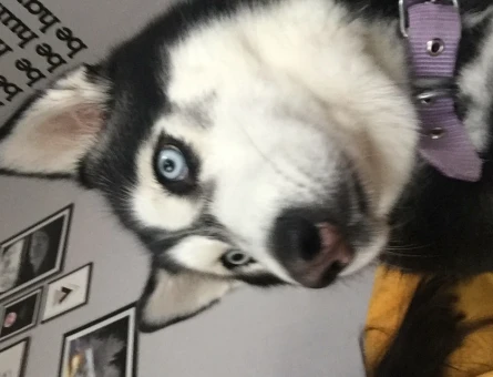 Erkek husky arıyorum çok acill - 118966706