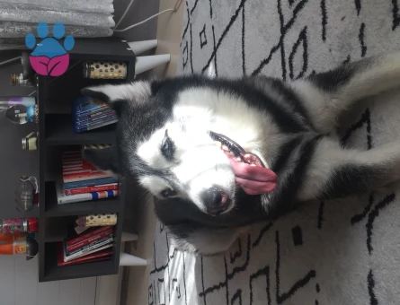 Erkek husky arıyorum çok acill