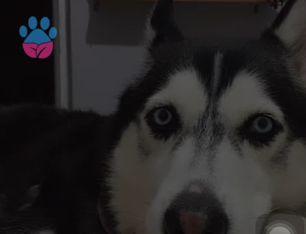 Erkek husky arıyorum çok acill