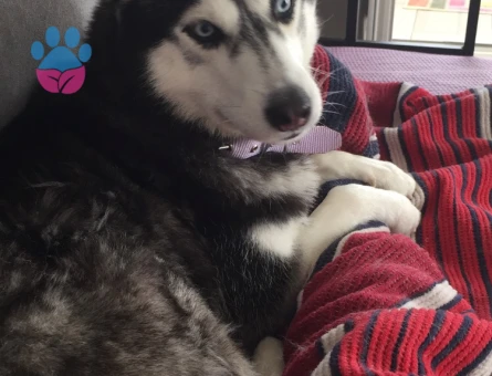 Erkek husky arıyorum çok acill