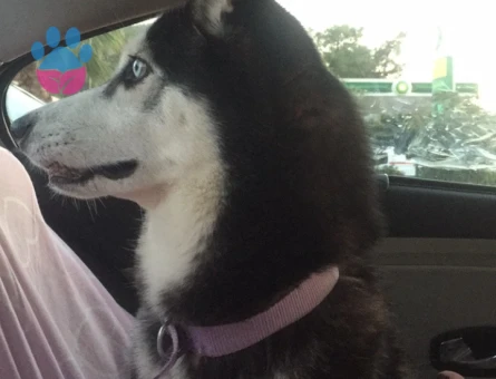 Erkek husky arıyorum çok acill