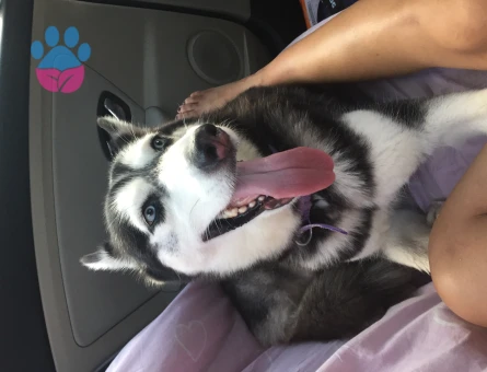 Erkek husky arıyorum çok acill