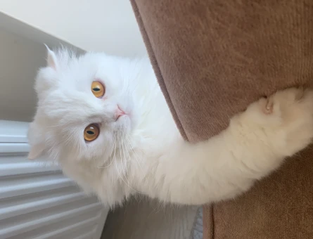 British Shorthair Acil Eş Arıyor - 118966707