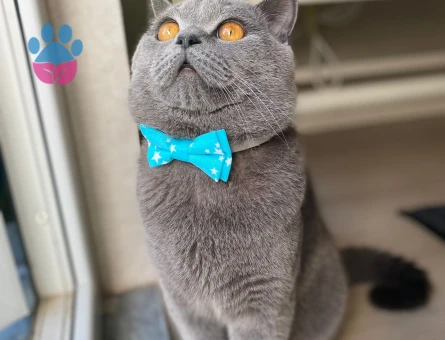 British Shorthair 1 Yaşında Kedime Eş Arıyorum