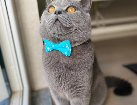 British Shorthair 1 Yaşında Kedime Eş Arıyorum - 118966710