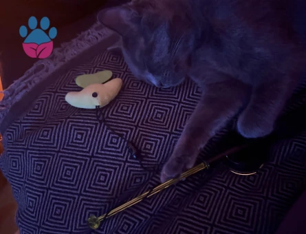 Russian blue kızıma eş arıyorum