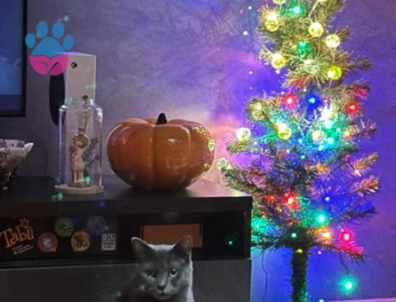 Russian blue kızıma eş arıyorum