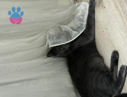 Russian blue kızıma eş arıyorum