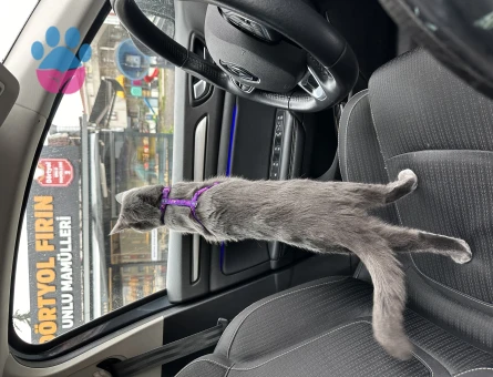 Russian blue kızıma eş arıyorum