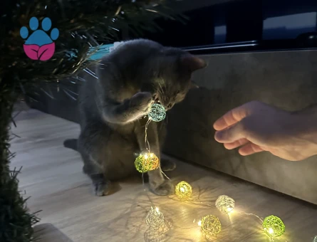 Russian blue kızıma eş arıyorum