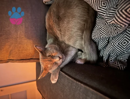 Russian blue kızıma eş arıyorum